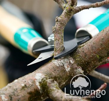pruning-luvhengo-gallery-1