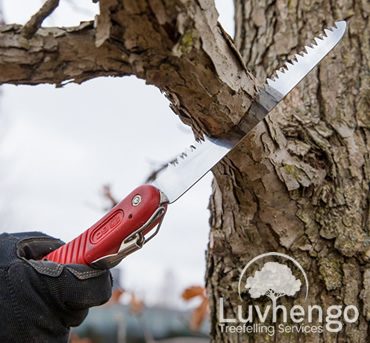 pruning-luvhengo-gallery-2