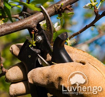 pruning-luvhengo-gallery-3