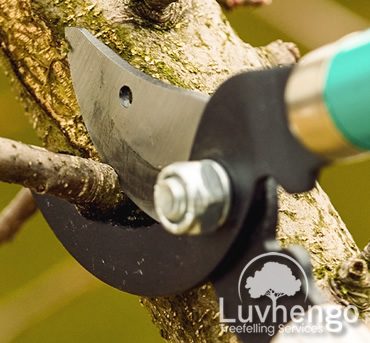 pruning-luvhengo-gallery-4