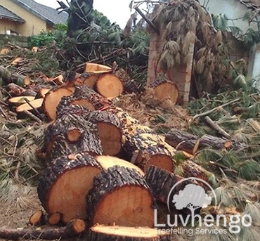 treefelling-luvhengo-gallery-1