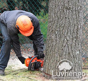 treefelling-luvhengo-gallery-2
