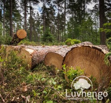 treefelling-luvhengo-gallery-4
